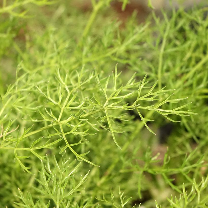 Peucedanum rablense (Feuillage)