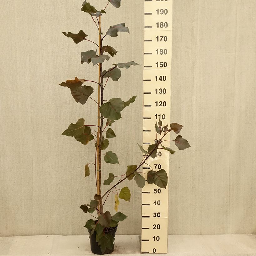 Spécimen de Peuplier Fuego - Populus deltoides Fuego Pot de 7,5L/10L tel que livré en automne