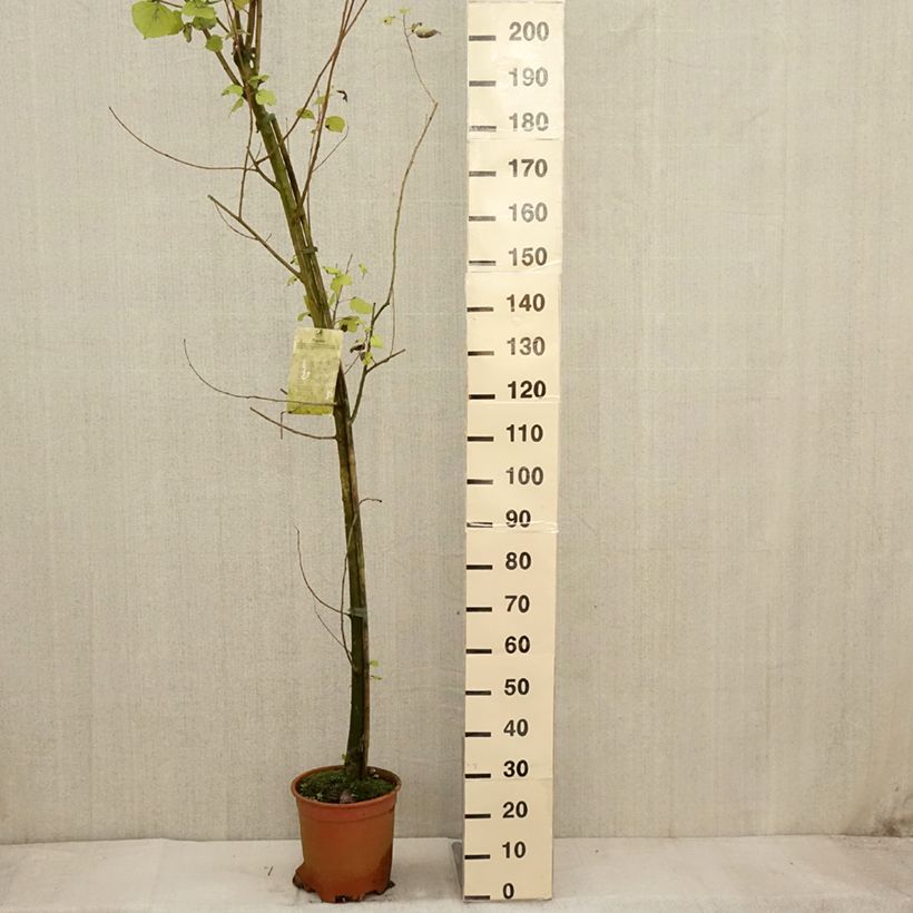 Spécimen de Peuplier Robusta - Populus euramericana (canadensis) Pot de 7,5L/10L tel que livré en automne
