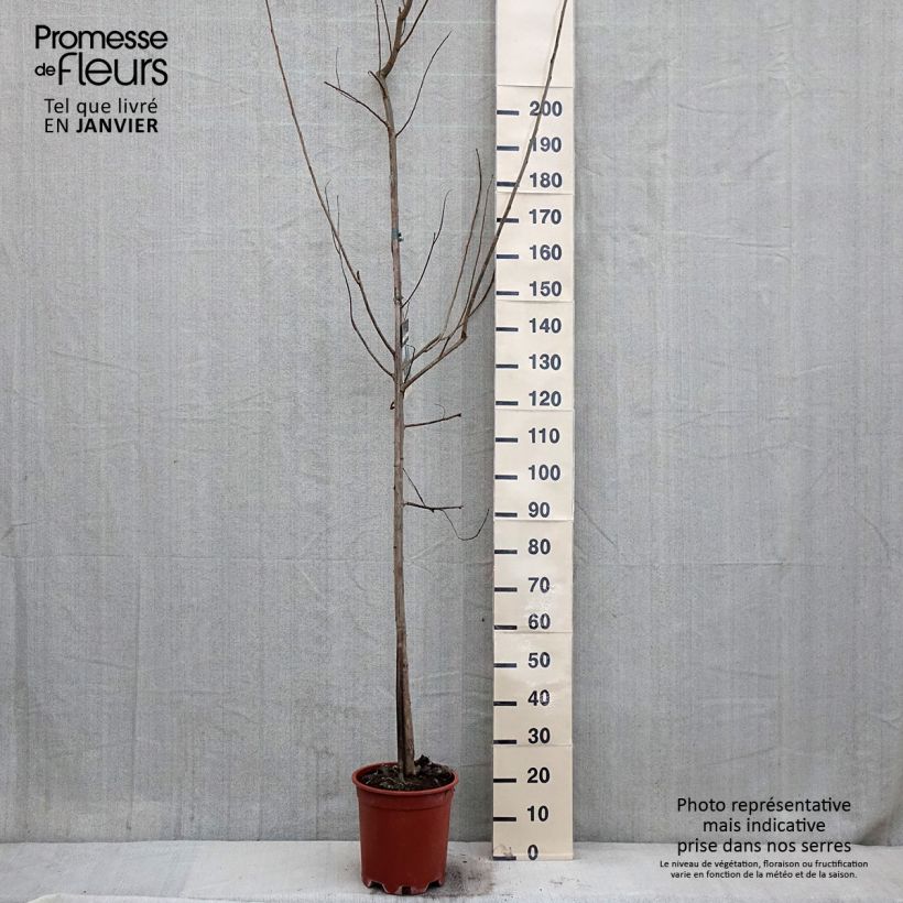 Spécimen de Peuplier Robusta - Populus euramericana (canadensis) Pot de 7,5L/10L tel que livré en hiver