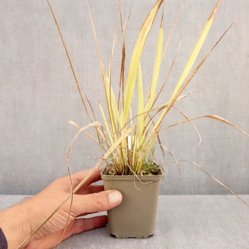 Spécimen de Phaenosperma globosa - Graminée Godet de 8/9 cm tel que livré en automne