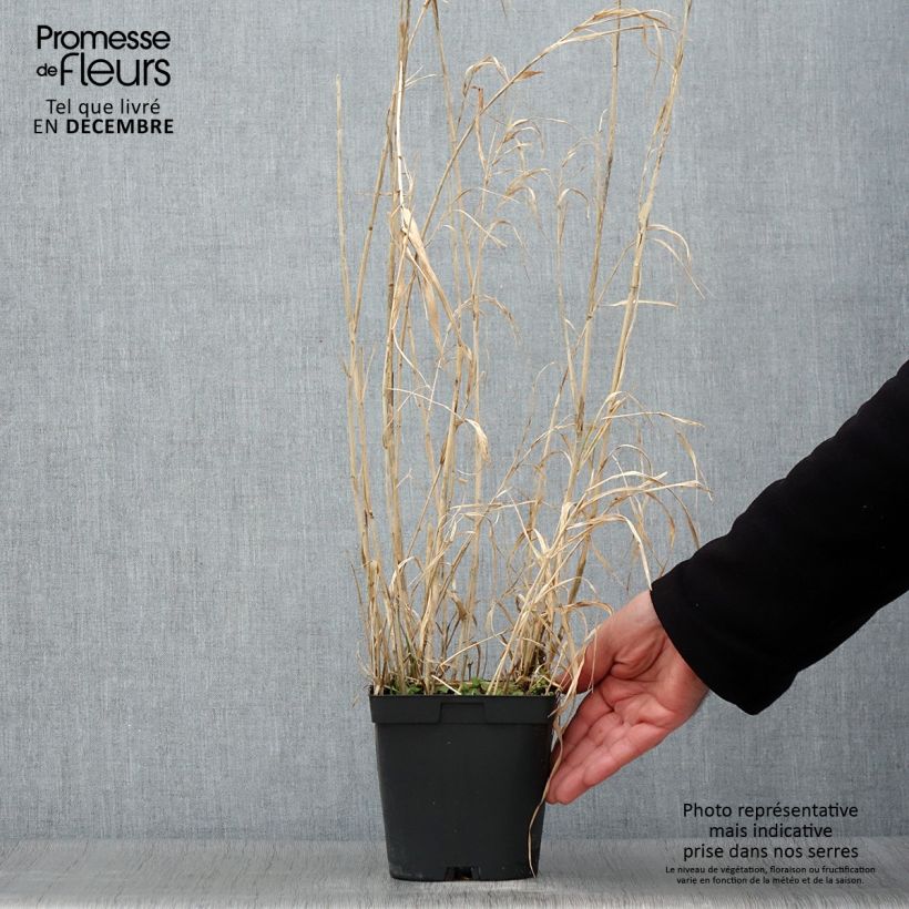 Spécimen de Phalaris arundinacea Picta - Alpiste faux-roseau  Pot de 2L/3L tel que livré en automne