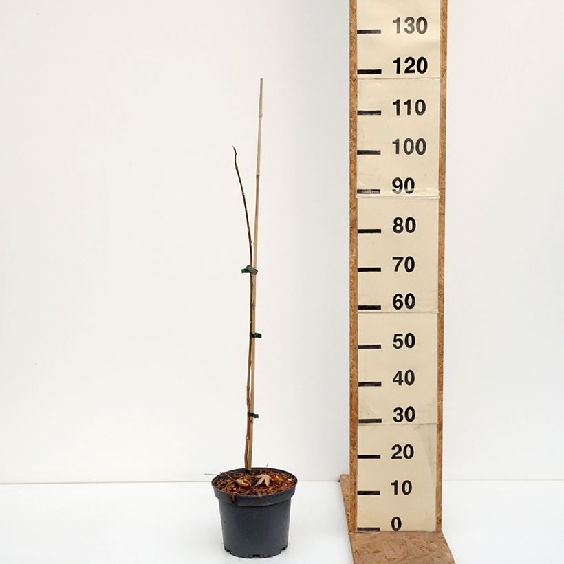 Spécimen de Phellodendron amurense - Arbre au liège de l'Amour Pot de 4L/5L tel que livré en automne