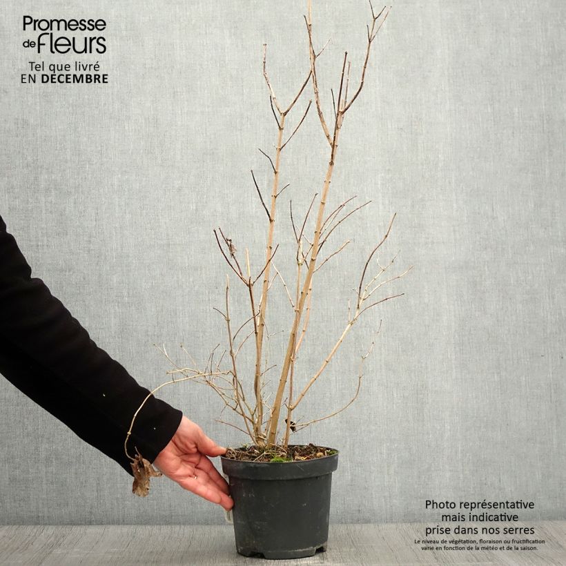 Spécimen de Philadelphus Bouquet Blanc - Seringat Pot de 2L/3L tel que livré en automne