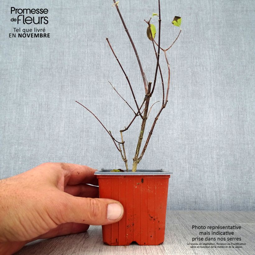 Spécimen de Philadelphus coronarius Godet de 8/9 cm tel que livré en automne