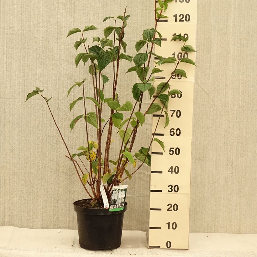 Spécimen de Philadelphus coronarius Pot de 4L/5L tel que livré en automne