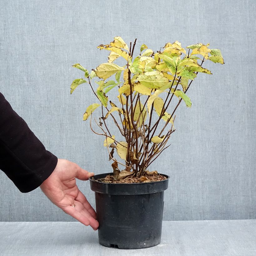 Spécimen de Philadelphus coronarius Pot de 2L/3L tel que livré en automne