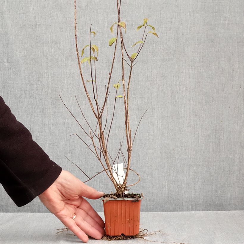 Spécimen de Philadelphus Dame Blanche - Seringat Godet de 8/9 cm tel que livré en automne