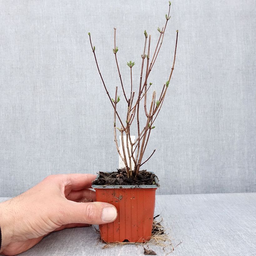 Exemplar von Pfeifenstrauch Dame Blanche - Philadelphus Kleine Töpfe von 8/9 cm wie im Frühjahr geliefert