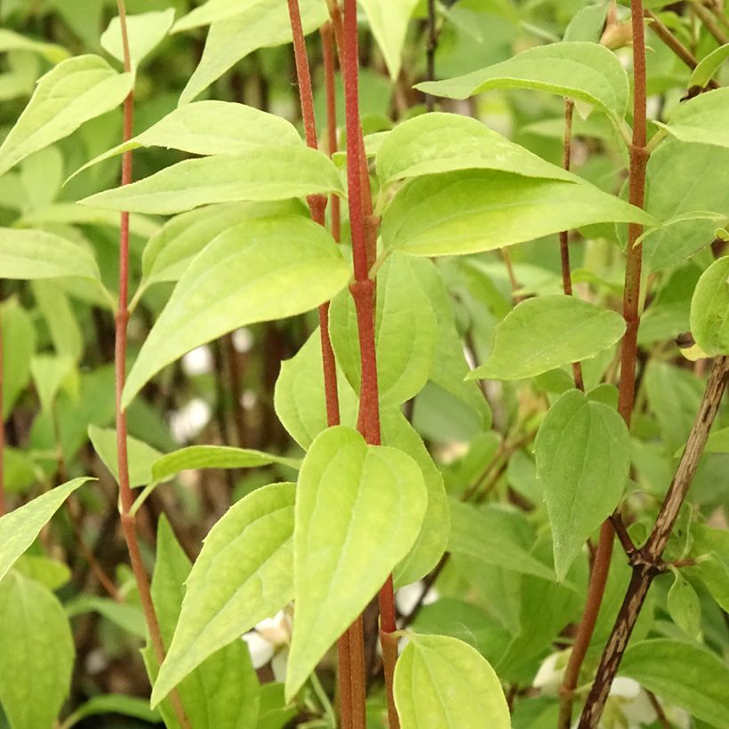 Philadelphus Dame Blanche - Seringat (Feuillage)