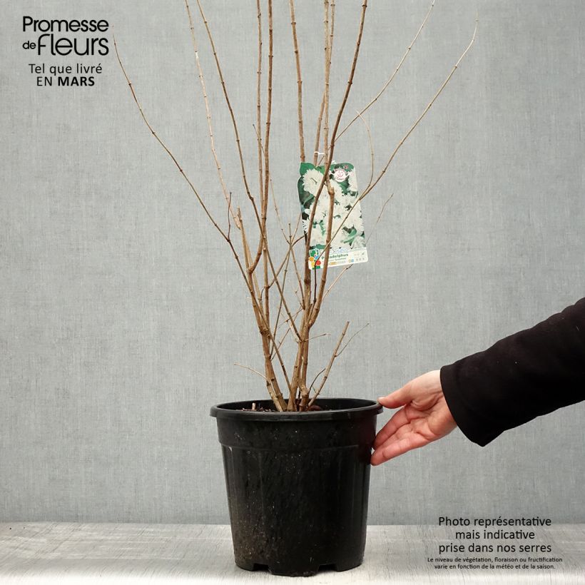 Spécimen de Seringat Minnesota Snowflake - Philadelphus virginalis Pot de 7,5L/10L tel que livré au printemps