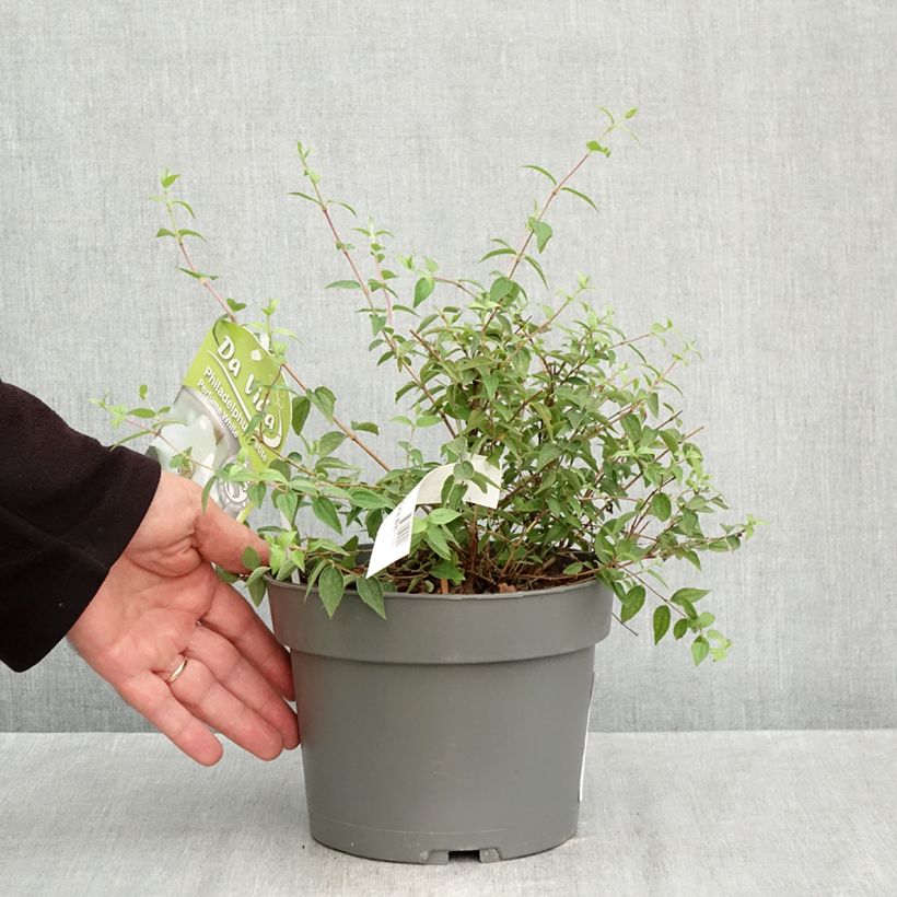 Spécimen de Philadelphus Petite Perfume White Pot de 3L/4L tel que livré en automne