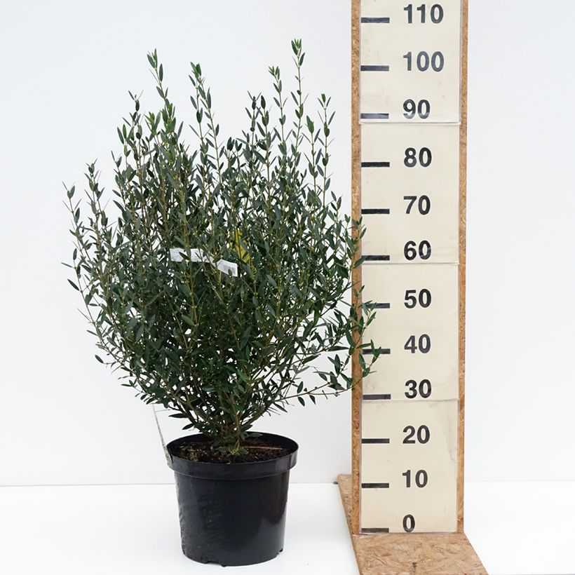 Spécimen de Phillyrea angustifolia - Filaire à feuilles étroites Pot de 7,5L/10L tel que livré en automne