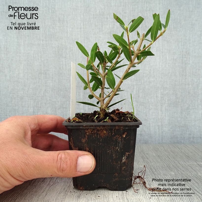 Spécimen de Phillyrea angustifolia Green Up - Filaire à feuilles étroites Godet de 8/9 cm tel que livré en automne