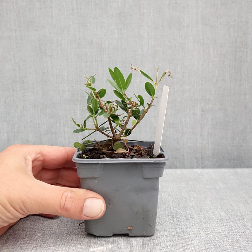 Spécimen de Phillyrea angustifolia GreenQuick - Filaire à feuilles étroites Godet de 8/9 cm tel que livré en automne