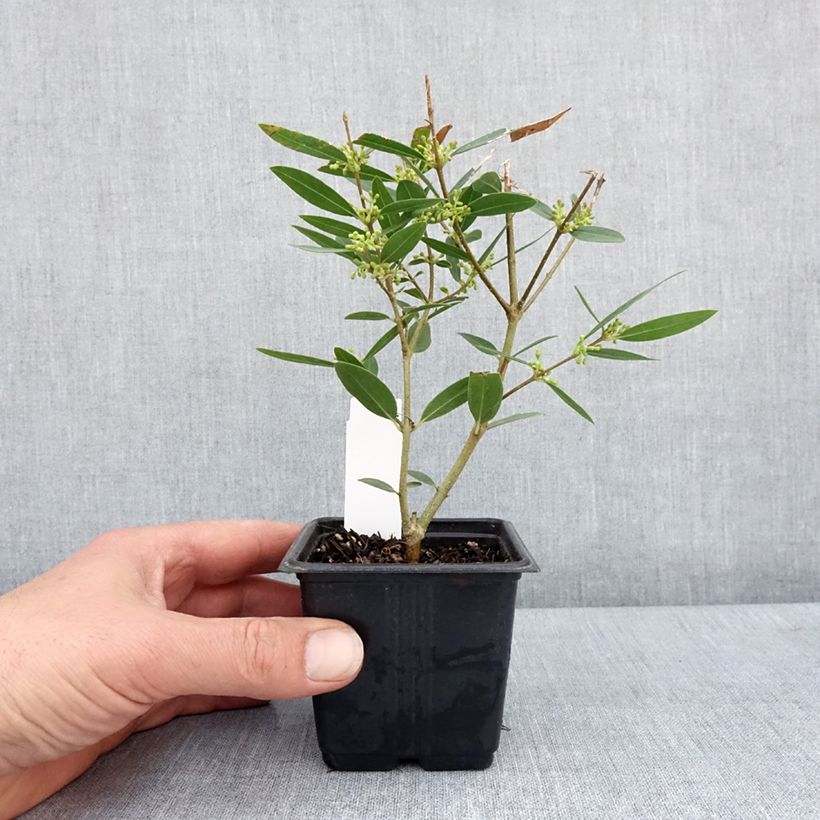 Phillyrea Rosmarinifolia - Mock Privet 8/9 cm pot sample as delivered in spring