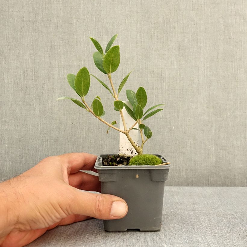 Spécimen de Phillyrea latifolia - Filaire à larges feuilles Godet de 8/9 cm tel que livré en été