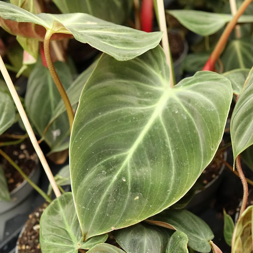 Philodendron rubrijuvenile El Choco Red (Foliage)