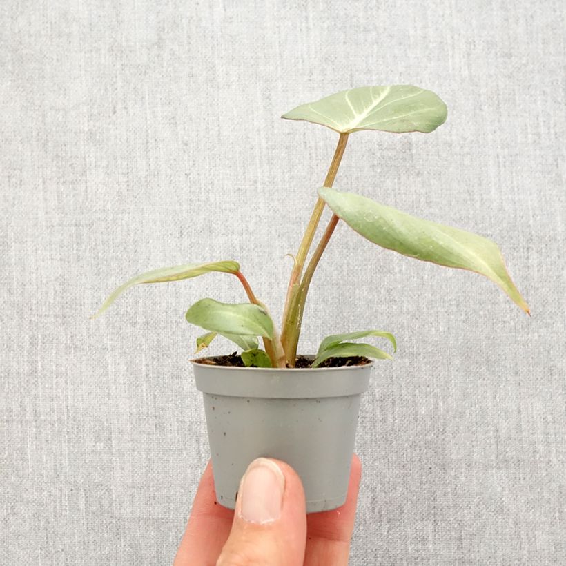 Spécimen de Philodendron gloriosum Mini-plante tel que livré au printemps