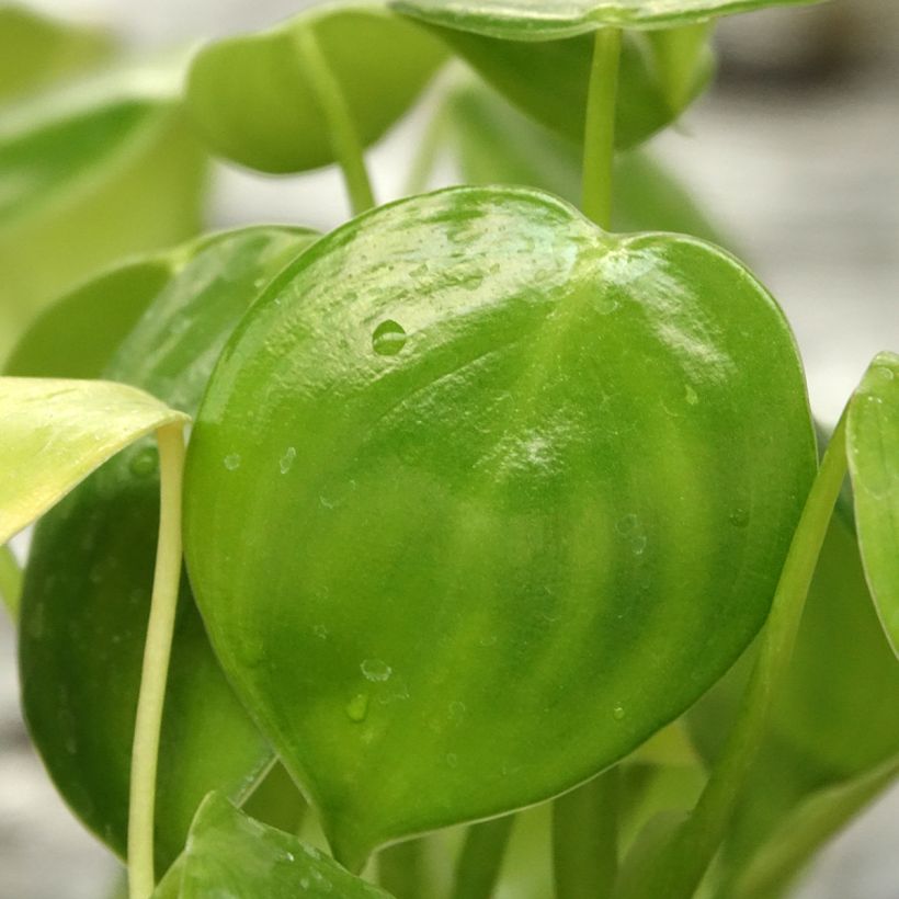 Philodendron grazielae (Feuillage)
