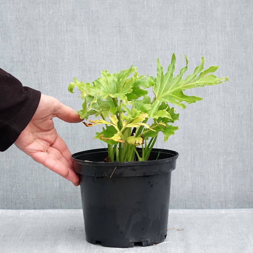 Spécimen de Philodendron Hope Pot de 2L/3L tel que livré en automne