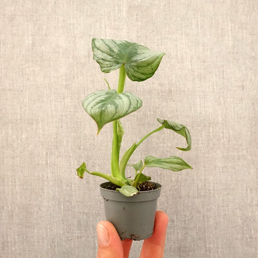 Spécimen de Philodendron McDowell Mini-plante tel que livré au printemps