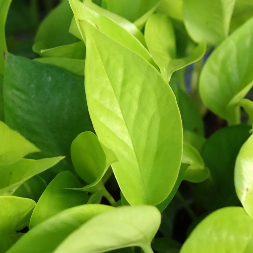 Philodendron Neon (Feuillage)