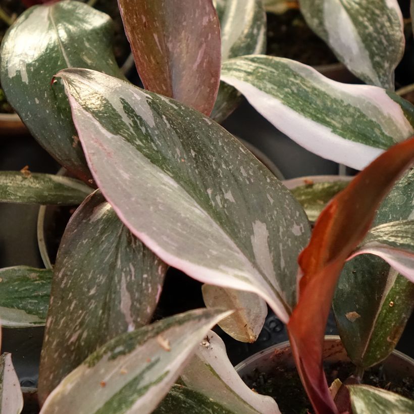 Philodendron Red Anderson (Feuillage)