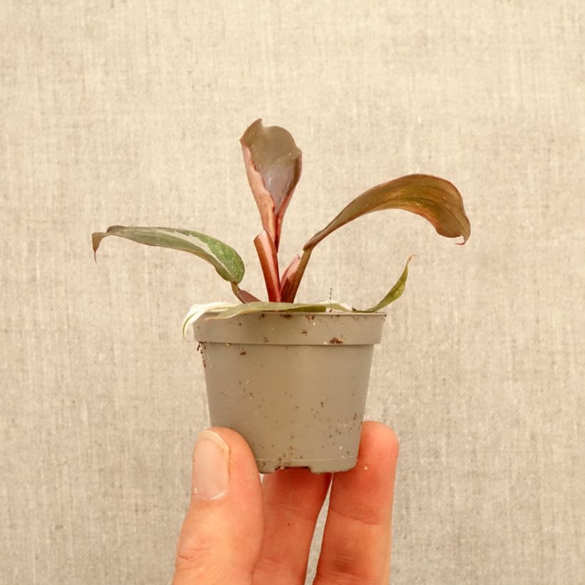 Spécimen de Philodendron Red Anderson Mini-plante tel que livré au printemps