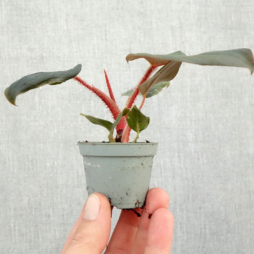 Spécimen de Philodendron squamiferum x serpens Mini-plante tel que livré en automne