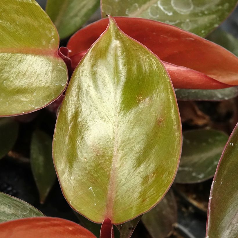 Philodendron Sun Red (Feuillage)