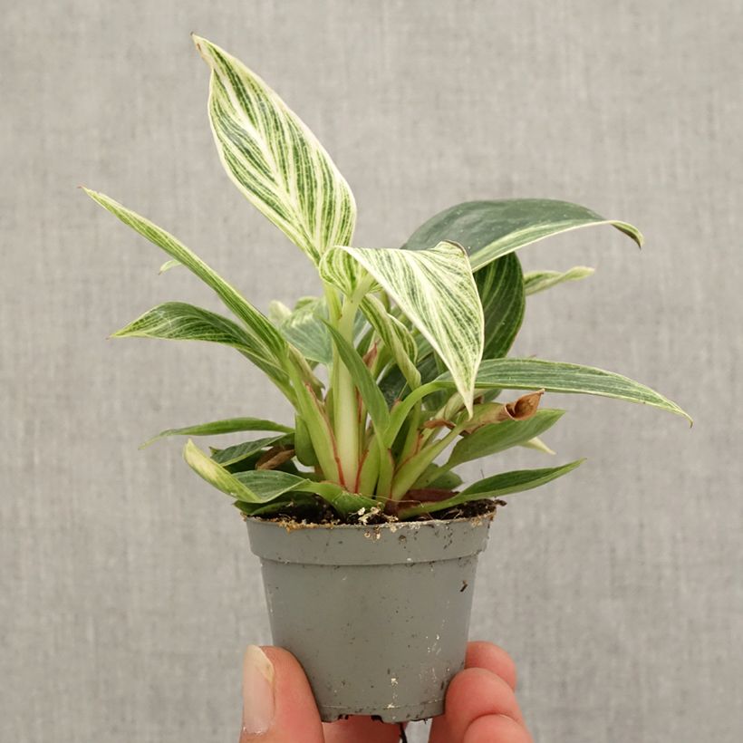Spécimen de Philodendron White Measure Mini-plante tel que livré en automne