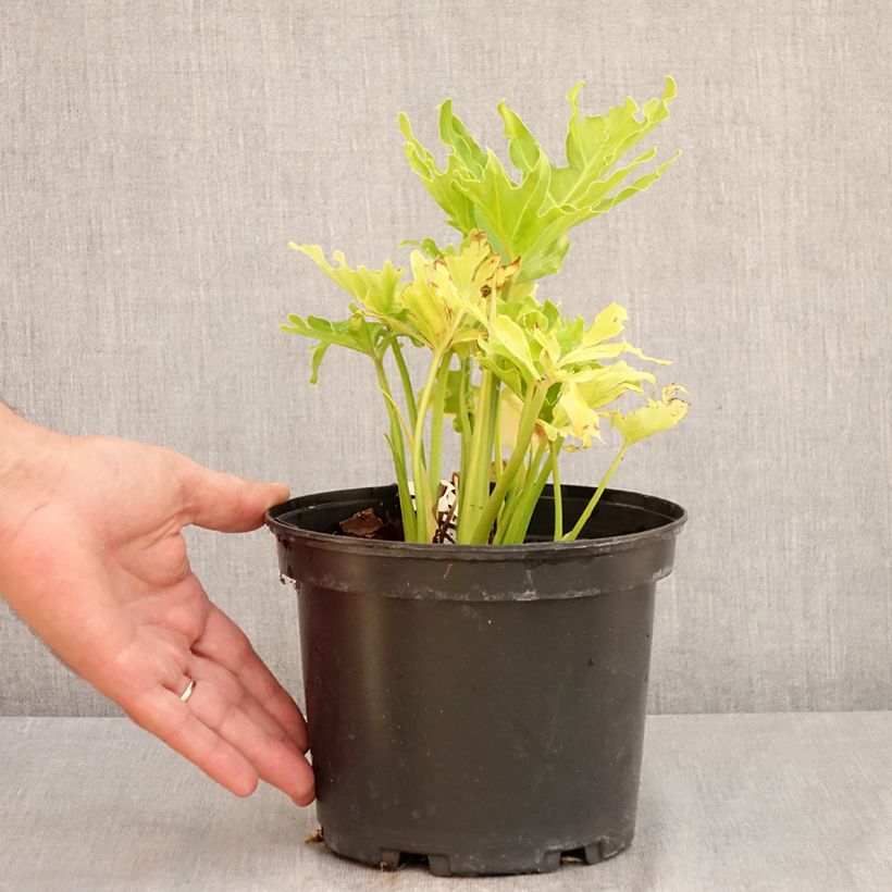 Spécimen de Philodendron xanadu Hope Pot de 2L/3L tel que livré en été