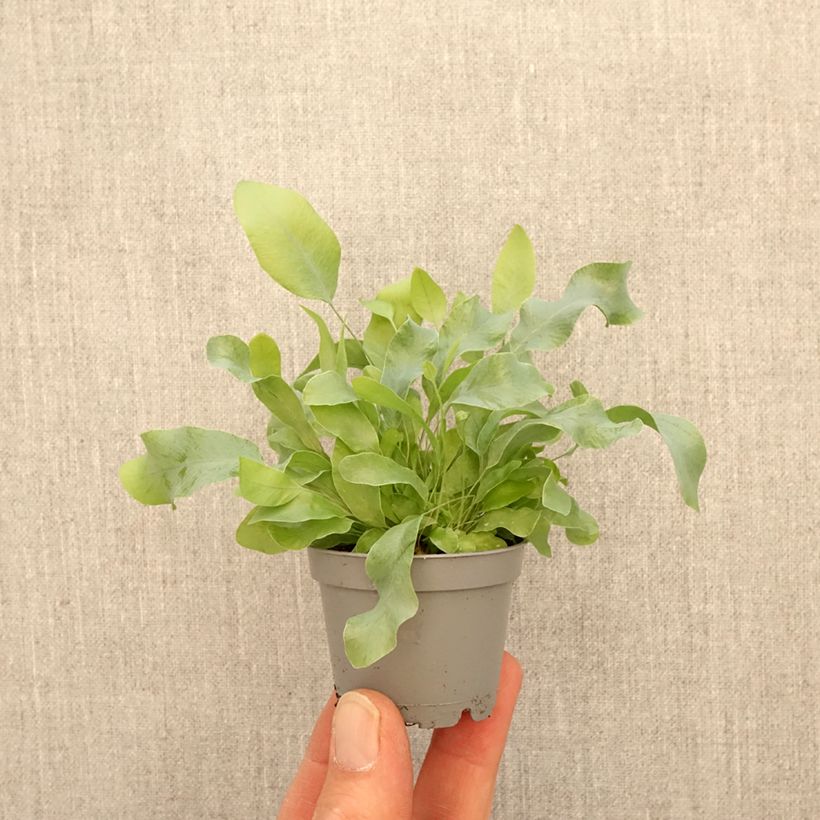 Spécimen de Phlebodium Blue Star - Fougère bleue Mini-plante tel que livré au printemps