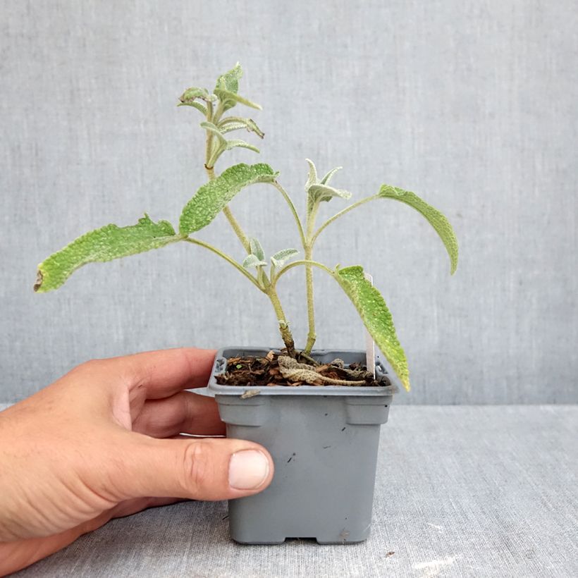 Spécimen de Phlomis bourgaei - Sauge de Jérusalem Godet de 8/9 cm tel que livré en automne