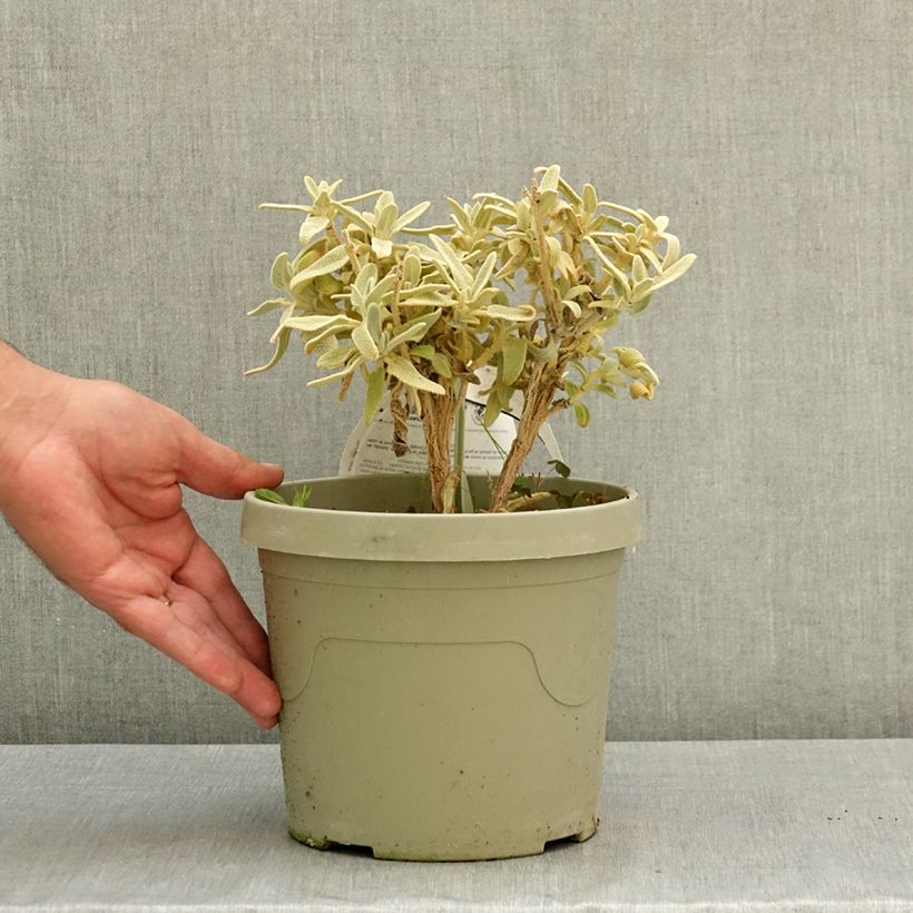Spécimen de Phlomis Hill Phlo - Sauge de Jérusalem Pot de 3L/4L tel que livré en été