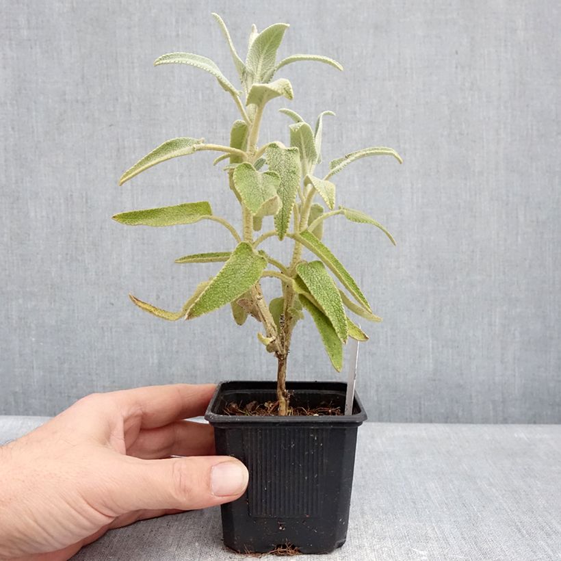 Spécimen de Phlomis purpurea - Sauge de Jérusalem pourpre Godet de 8/9 cm tel que livré en hiver