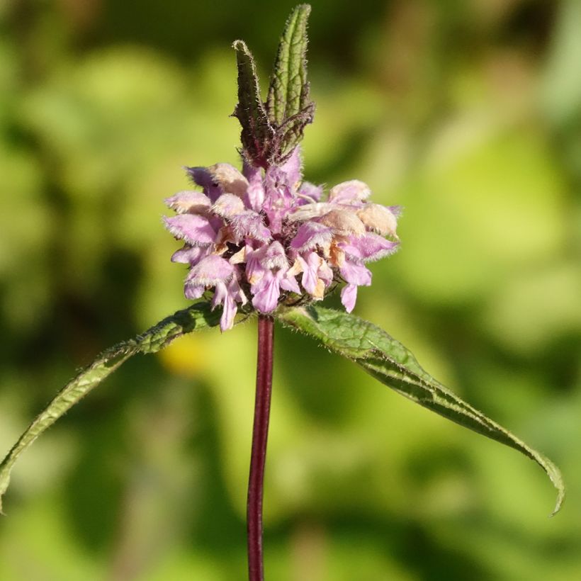Phlomis tubéreux - Phlomis tuberosa Amazone (Floraison)