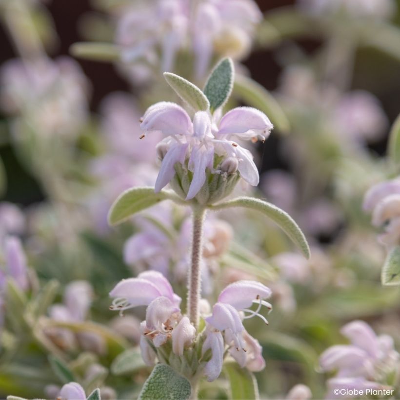 Phlomis Hill Phlo - Sauge de Jérusalem (Floraison)
