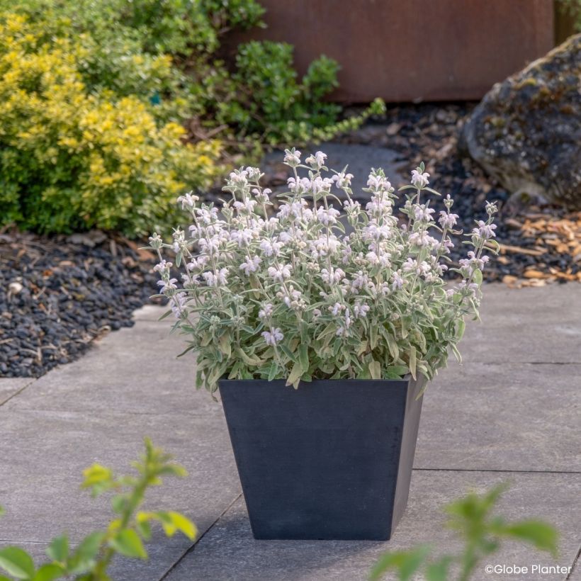 Phlomis Hill Phlo - Sauge de Jérusalem (Port)