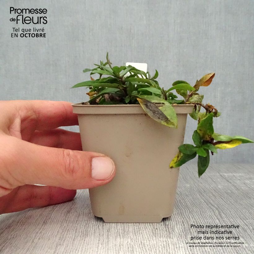 Spécimen de Phlox divaricata Dirigo Ice Godet de 8/9 cm tel que livré en automne