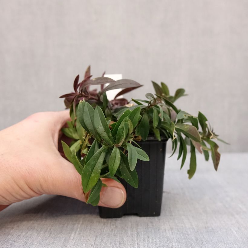 Spécimen de Phlox divaricata May Breeze Godet de 8/9 cm tel que livré en hiver