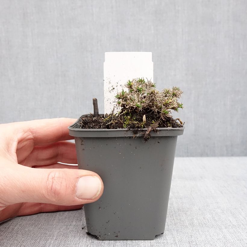 Spécimen de Phlox douglasii Crackerjack - Phlox mousse Godet de 8/9 cm tel que livré en hiver