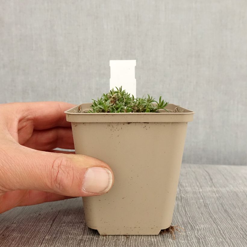 Spécimen de Phlox douglasii Crackerjack - Phlox mousse Godet de 8/9 cm tel que livré au printemps