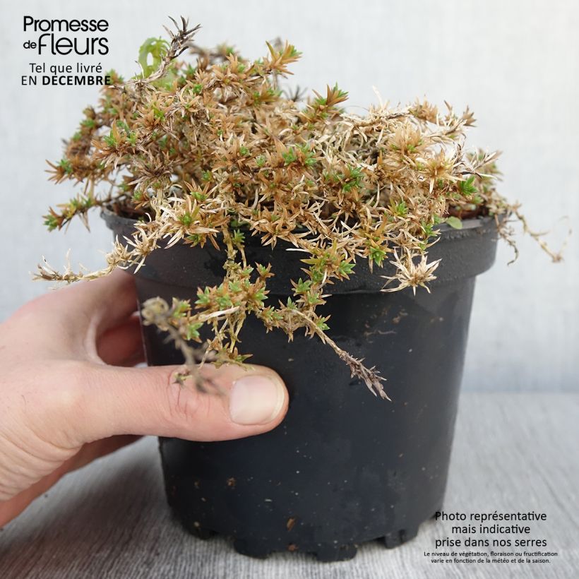 Spécimen de Phlox douglasii Lilac Cloud - Phlox mousse Pot de 2L/3L tel que livré en automne