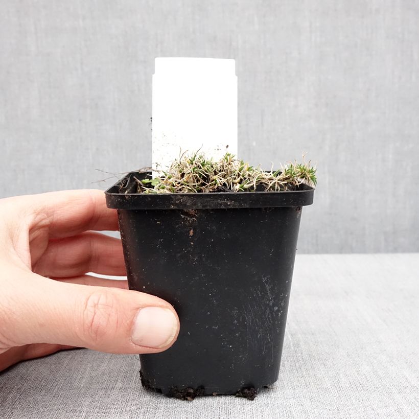 Spécimen de Phlox douglasii Ochsenblut - Phlox mousse Godet de 8/9 cm tel que livré en hiver