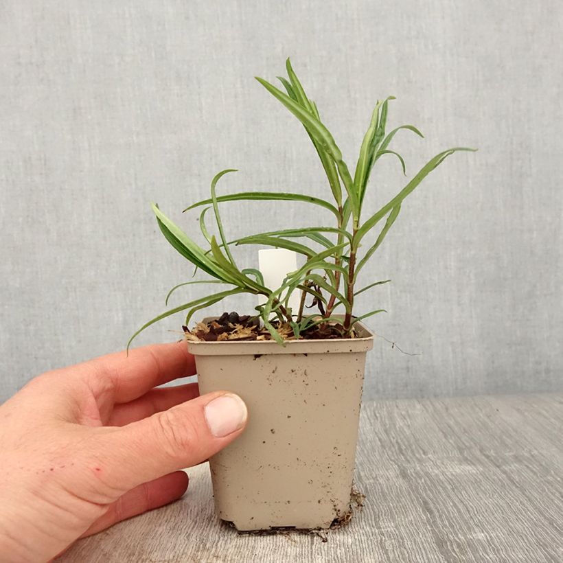 Phlox paniculata Fashionably Early Crystal Vasetto da 8/9 cm esemplare consegnato in primavera