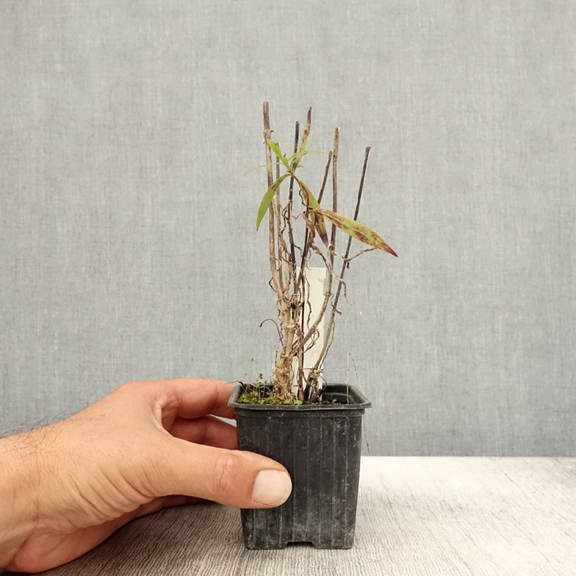Spécimen de Phlox maculata Alpha Godet de 8/9 cm tel que livré en automne