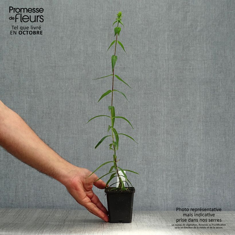 Spécimen de Phlox maculata Omega Godet de 8/9 cm tel que livré en automne