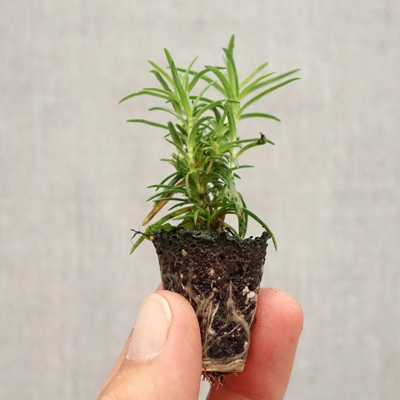 Esemplare di Phlox subulata Amazing Grace - Muscio rosa Mini zolla Ø 1,5/2,5 cm come consegnato in autunno